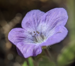 Phacelia divaricata
