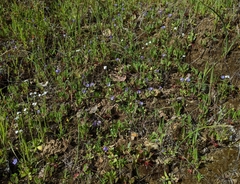 Phacelia divaricata