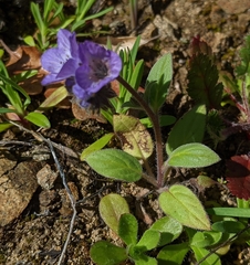 Phacelia divaricata