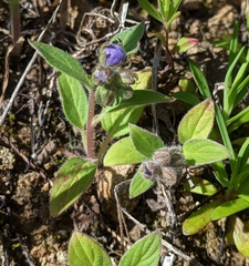 Phacelia divaricata