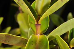 Veronica ligustrifolia
