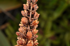 Veronica ligustrifolia