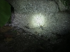 Califorctenus cacachilensis