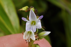 Veronica ligustrifolia