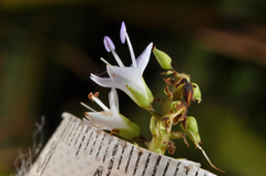 Veronica ligustrifolia