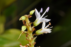 Veronica ligustrifolia