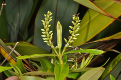 Veronica ligustrifolia