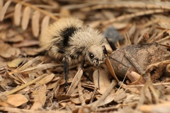 Dasymutilla magna