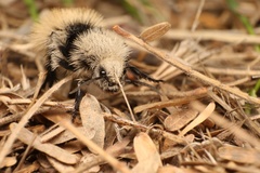 Dasymutilla magna