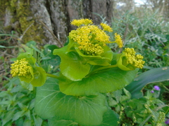 Smyrnium perfoliatum rotundifolium