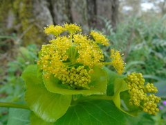 Smyrnium perfoliatum rotundifolium