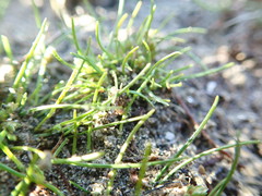 Isolepis basilaris