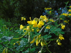 Hippocrepis emerus emeroides