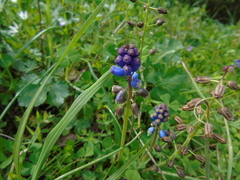 Bellevalia dubia boissieri