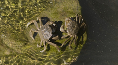 Cyrtograpsus angulatus