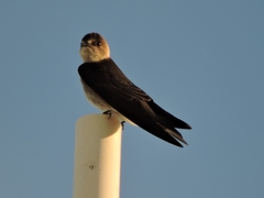 Stelgidopteryx serripennis ridgwayi