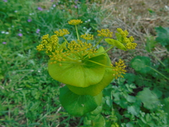 Smyrnium perfoliatum rotundifolium