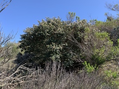 Ceanothus megacarpus insularis