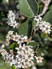 Ceanothus megacarpus insularis