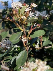 Ceanothus megacarpus insularis
