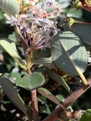 Ceanothus megacarpus insularis