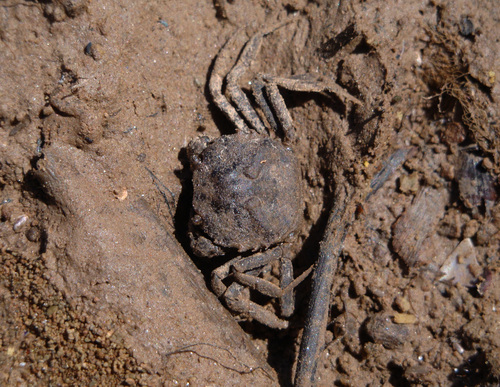Mikrotrichodactylus borellianus