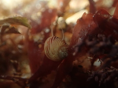 Tricolia pullus
