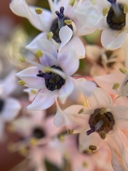 Ceanothus megacarpus insularis