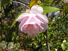 Camellia × williamsii