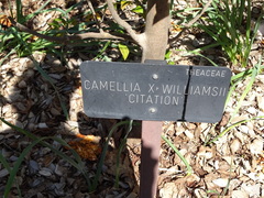 Camellia × williamsii