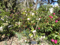 Camellia × williamsii