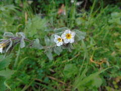Alkanna corcyrensis