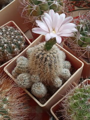 Gymnocalycium bruchii