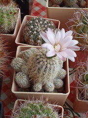 Gymnocalycium bruchii