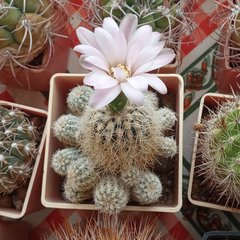 Gymnocalycium bruchii