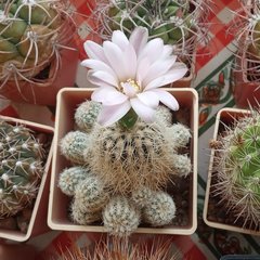Gymnocalycium bruchii