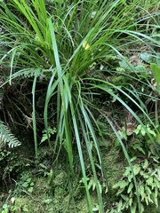 Carex corynoidea