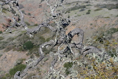 Quercus pacifica