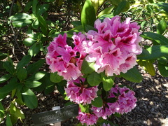 Rhododendron
