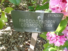 Rhododendron