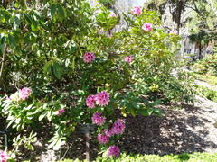 Rhododendron