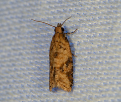 Epitymbia eudrosa