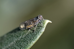 Hyalesthes