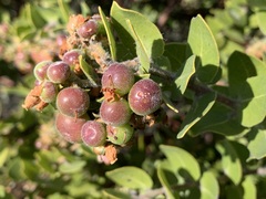 Arctostaphylos viridissima