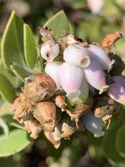 Arctostaphylos viridissima