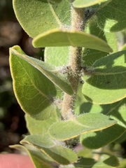 Arctostaphylos viridissima