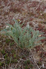 Astragalus lentiginosus nigricalycis