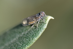 Hyalesthes