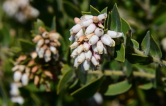 Arctostaphylos viridissima