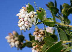 Arctostaphylos viridissima